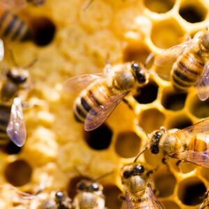 Beekeeping Diploma