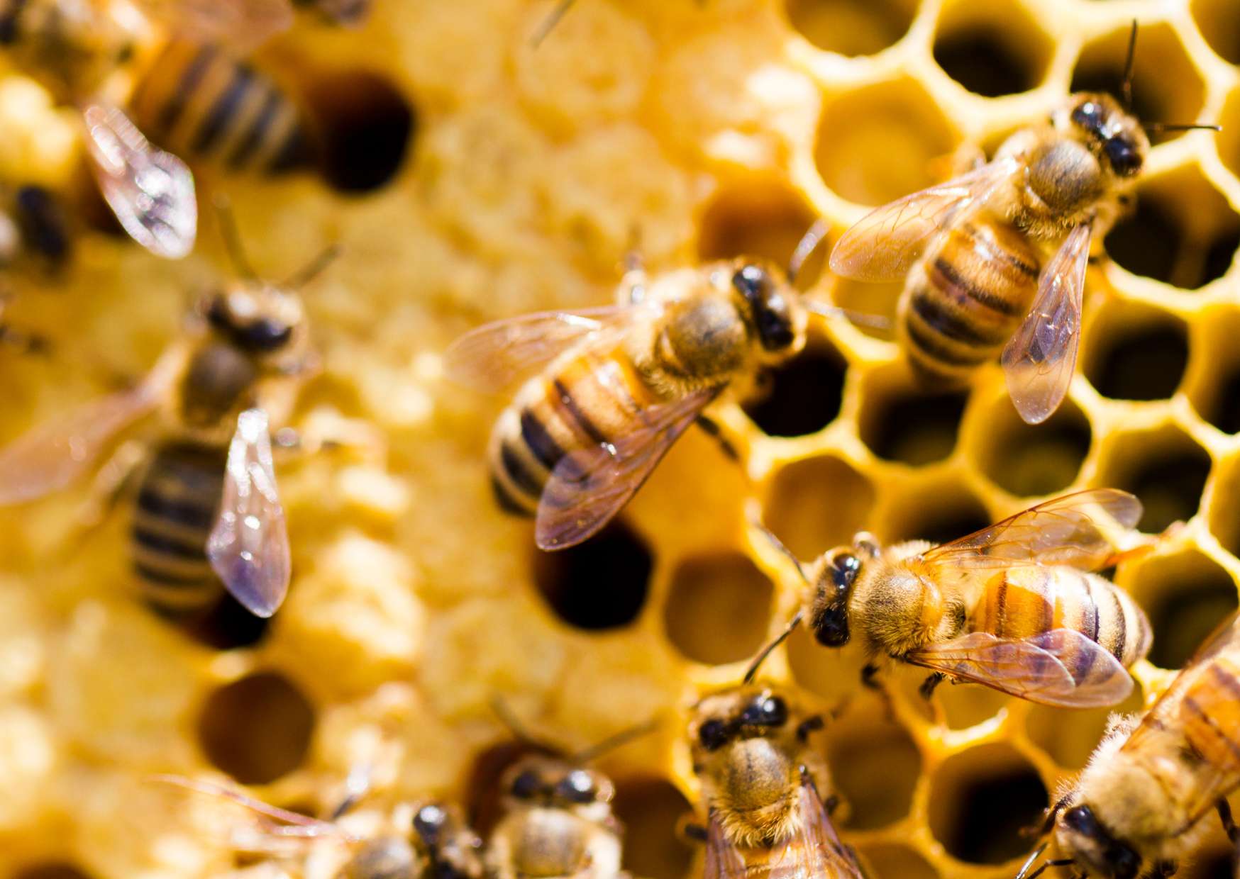 Beekeeping Diploma