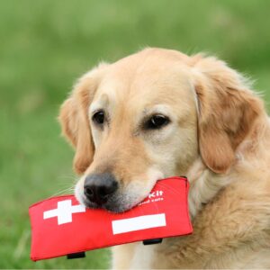 Canine First Aid Workshop