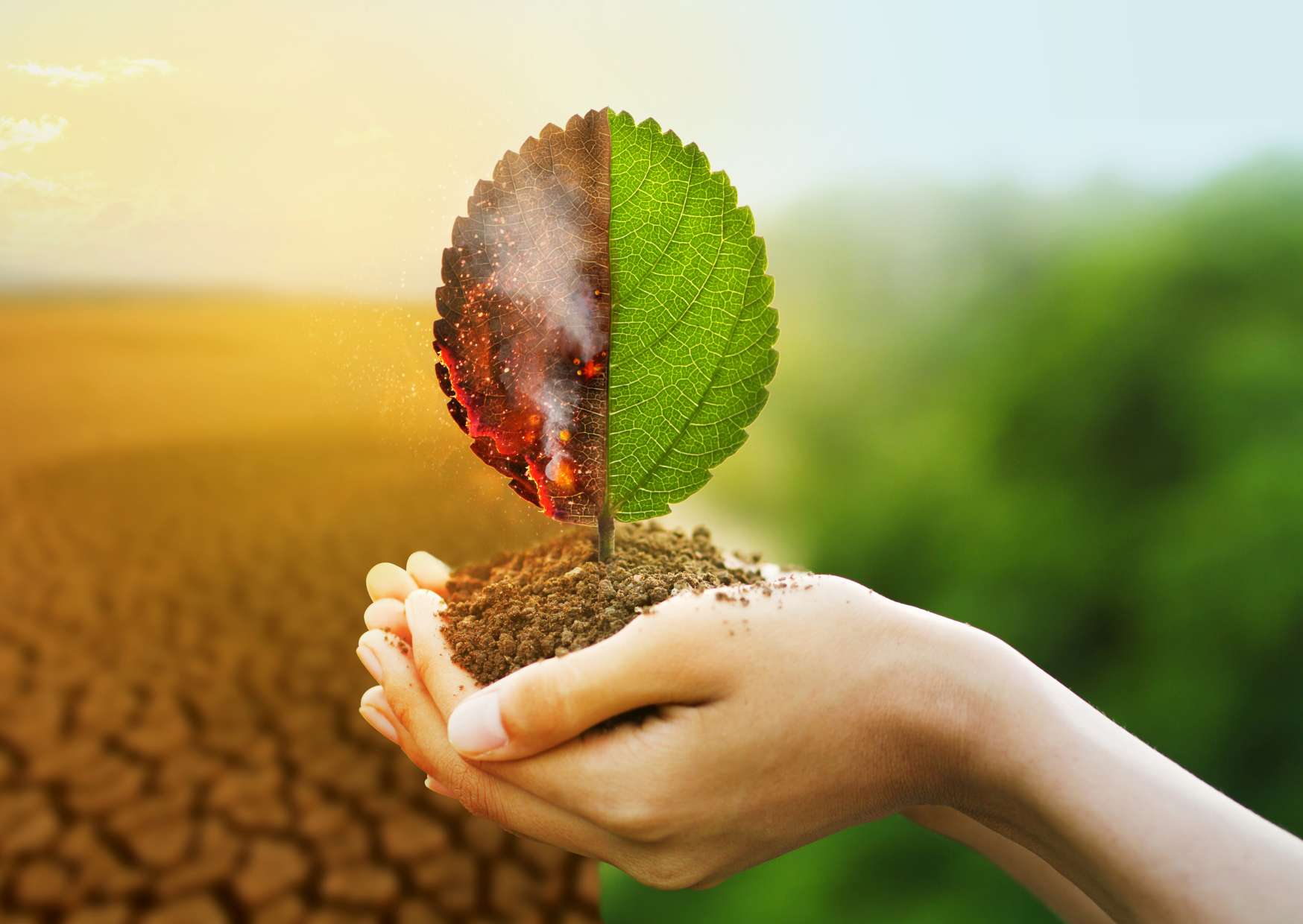 Certificate in Environmental Management