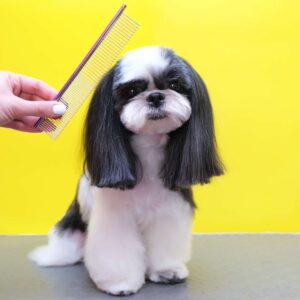 Comprehensive Dog Grooming Course