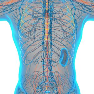 Fundamentals of Anatomy and Physiology