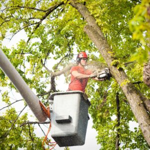 Tree Trimming Safety: People and Trees Protection
