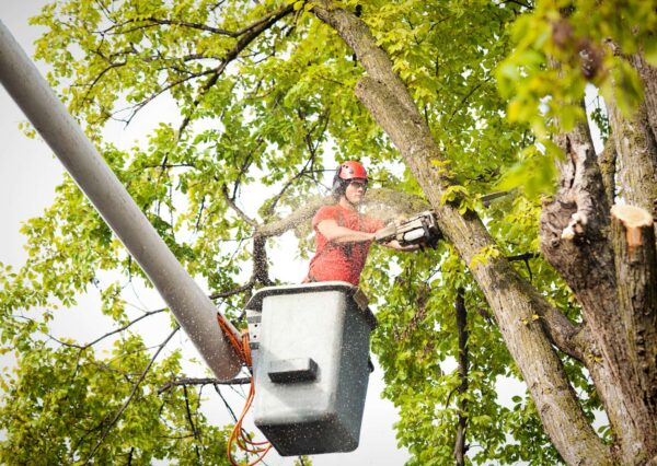 Tree Trimming Safety: People and Trees Protection