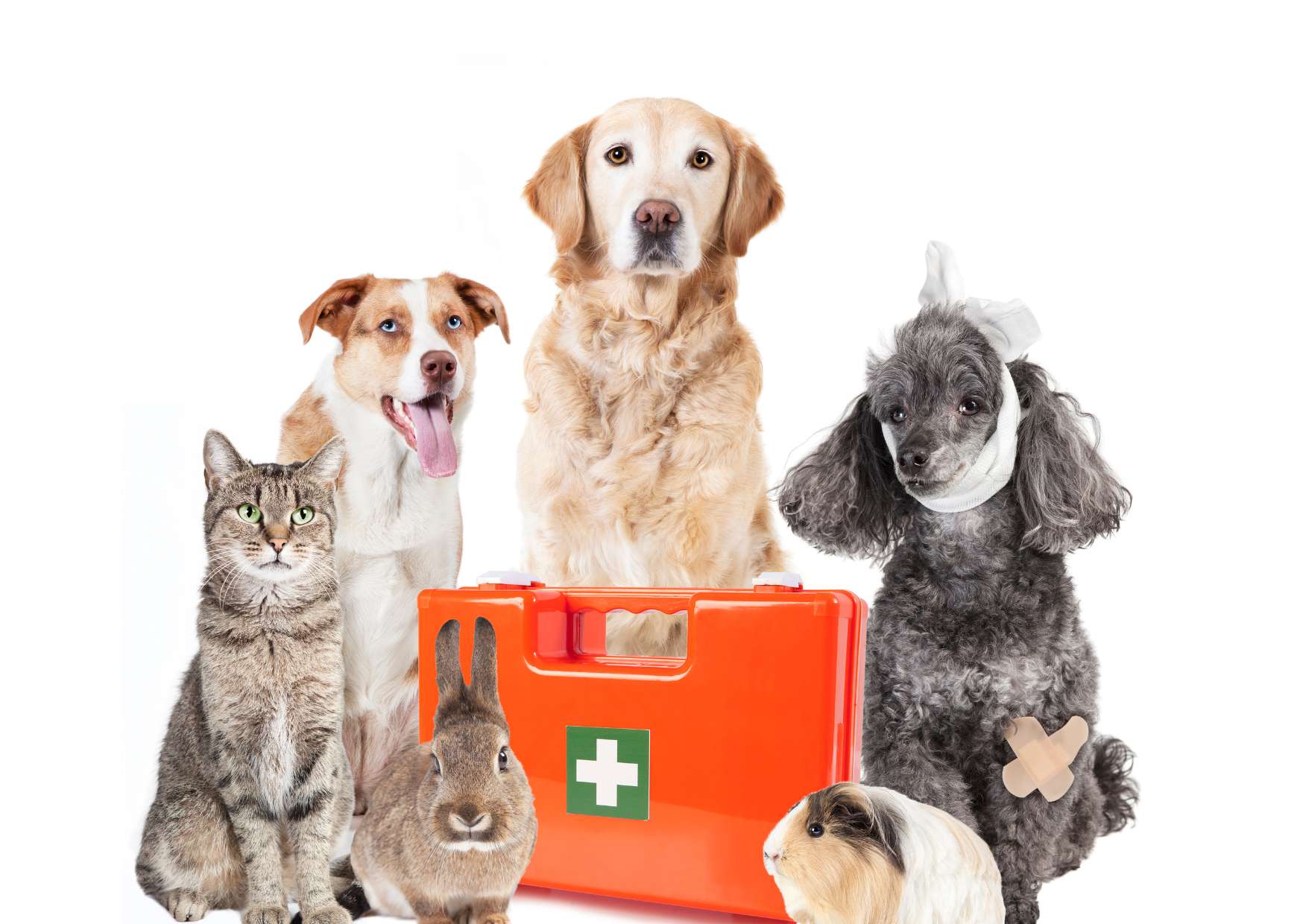 Pet and Wildlife First Aid