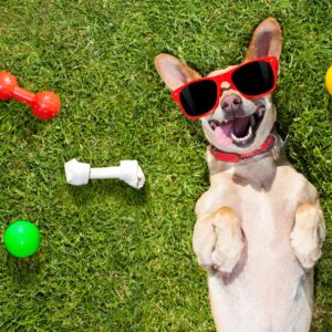 Dog Behavior Basics