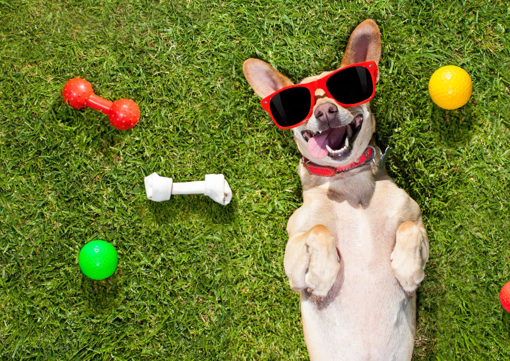 Dog Behavior Basics