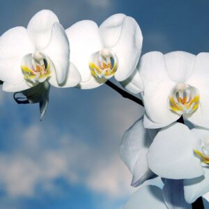 Flourishing with Flowers: Floristry Basics