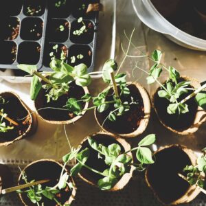 Gardening Basics