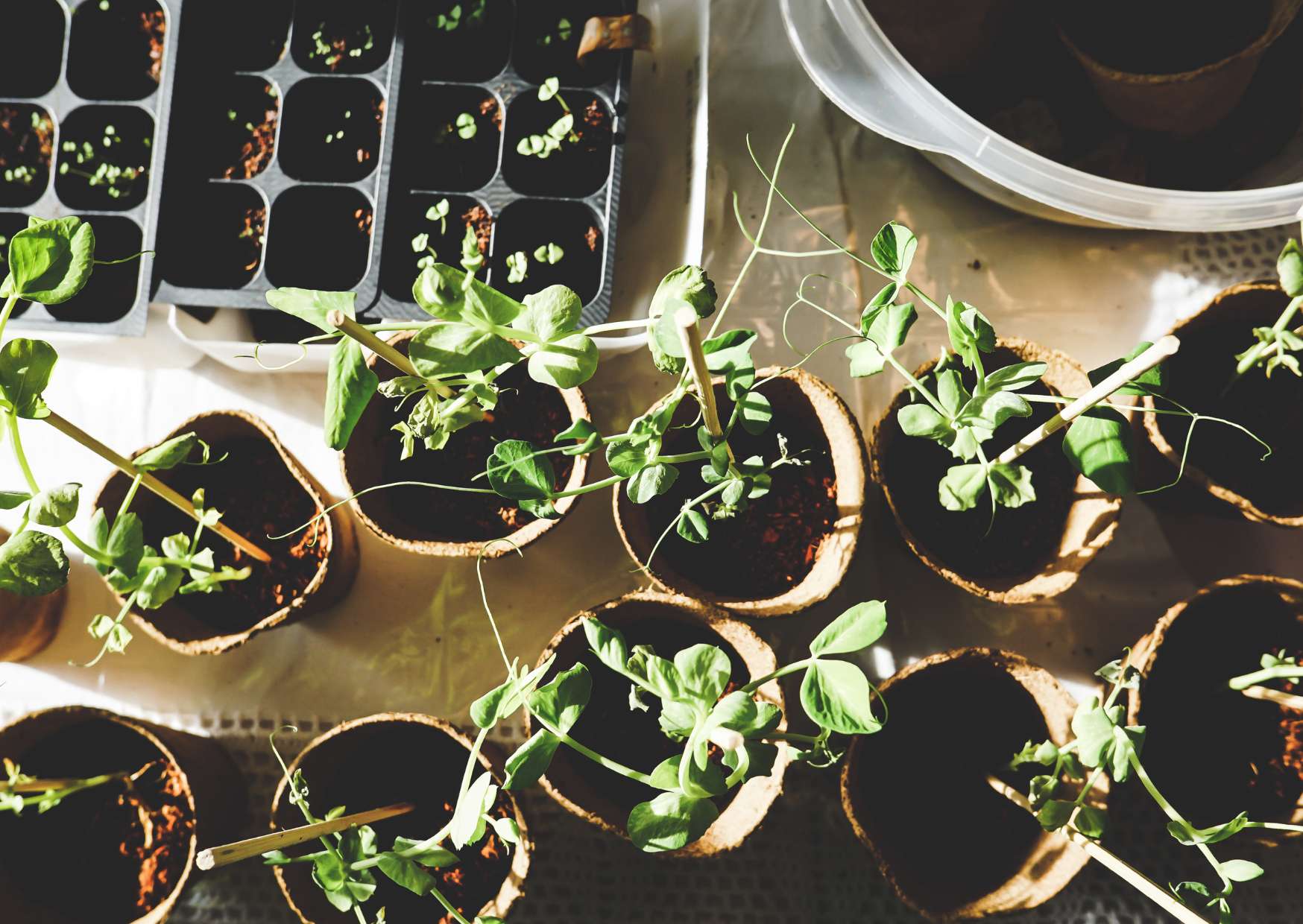 Gardening Basics
