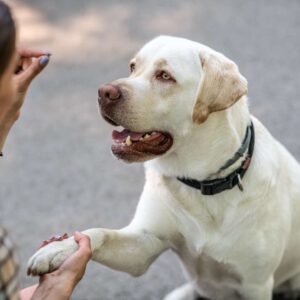 Guide Dog Training Essentials