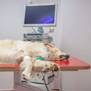 Pet Emergency Care Basics