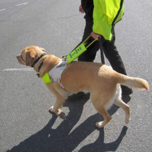 Ultimate Dog Training Guide