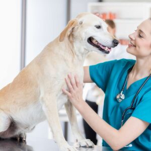 Veterinary Assistant Essentials