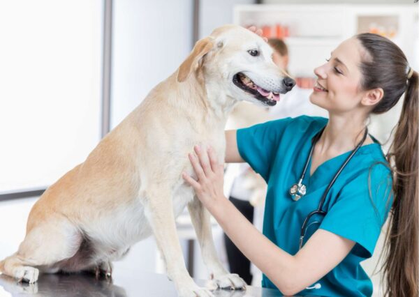 Veterinary Assistant Essentials